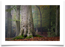 10 - Autumn - Chris Beesley